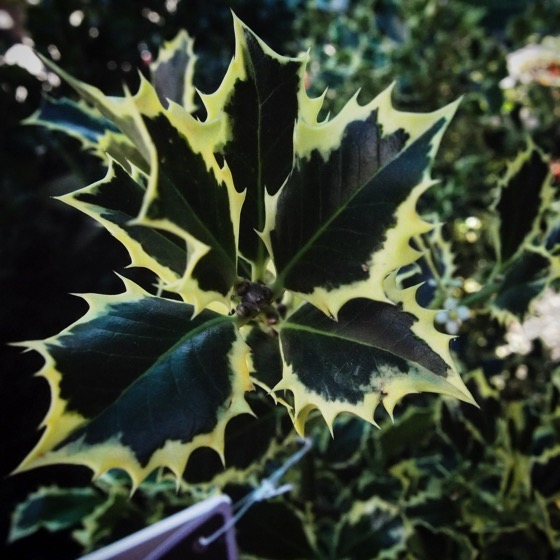 Variegated Holly #plants #garden #holly #nature #grow