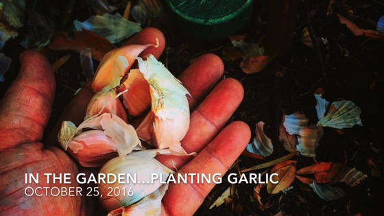 In the garden...October 25, 2016: Planting Garlic from A Gardener's Notebook