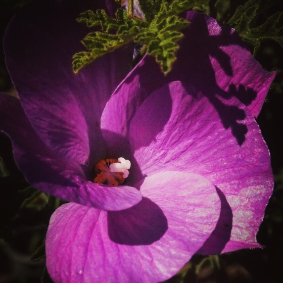 A splash of purple #flower #garden #plants #nature #grow #outdoors #purple