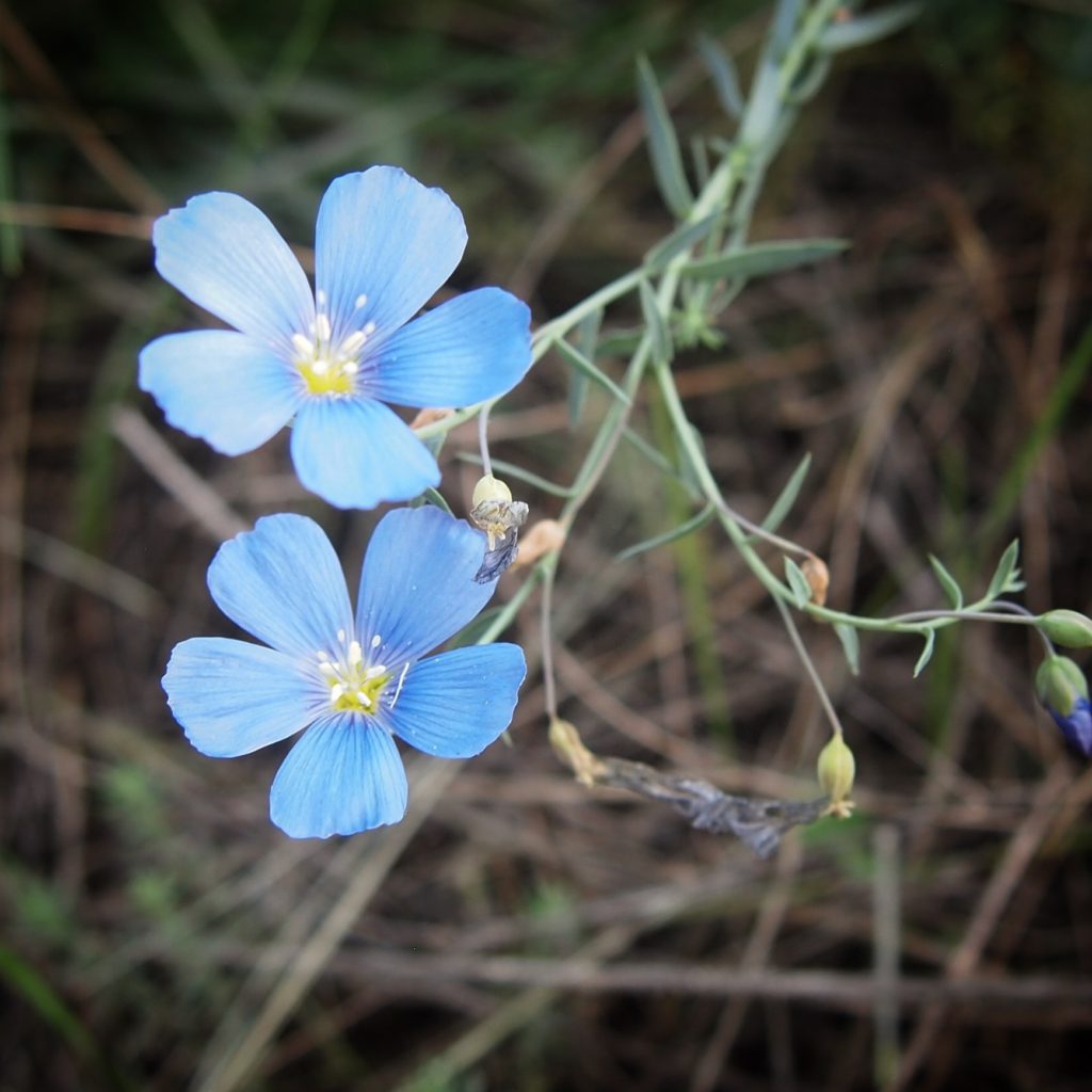 Blue Flowers Along the LA River #flowers #plants #blue #nature #outdoors