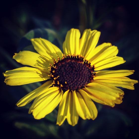 Canyon Sunflower, Los Angeles River #flowers #sunflower #plants #garden #nature #outdoors
