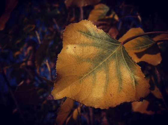 Cottonwood Leaf #nature #tree #plant #leaf #yellow #garden #autumn #fall