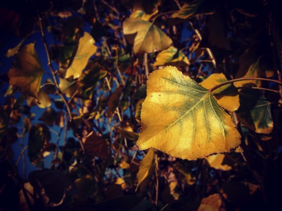Cottonwood leaves in Autumn #leaves #garden #autumn #fall #plants #nature #outdoors