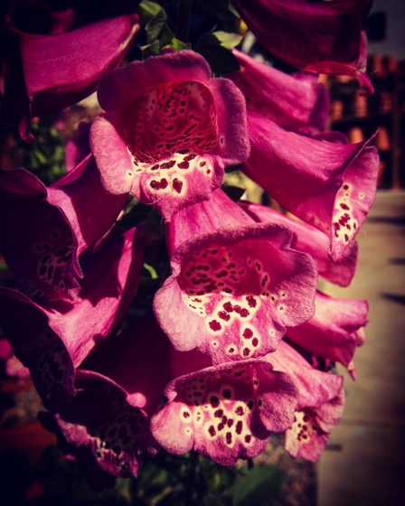 Foxglove (Digitalis) #flowers #garden #plants #nature #outdoors