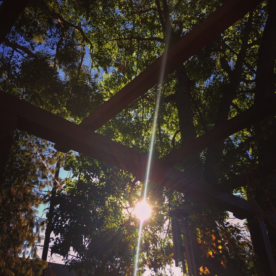 In the garden this morning… #garden #outdoors #nature #trees #sunrise #leaves