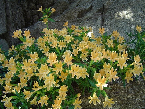 Sticky Monkey Flower (Mimulus aurantiacus/Diplacus aurantiacus)