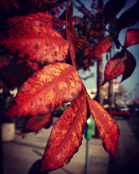 Autumn Leaves, San Fernando Valley