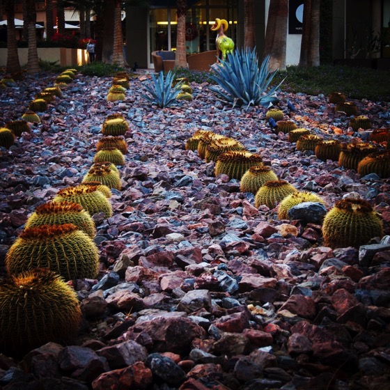 Barrel Cactus Planting