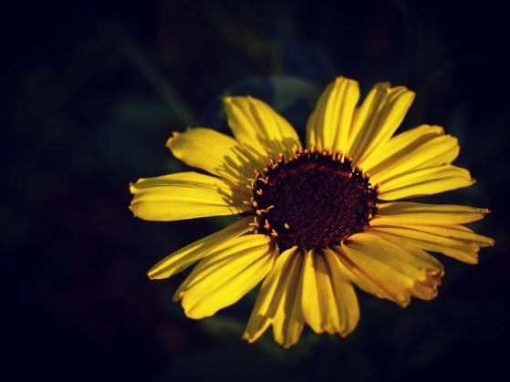 Canyon Sunflower #flowers #garden #nature #plants #ig_nature #ig_naturelovers #ig_naturepictures #ig_naturesbest #ig_garden #ig_flowers
