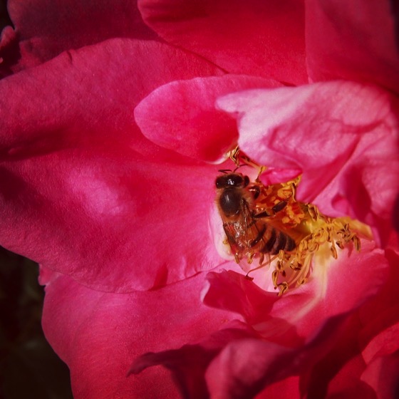 A Rosy Bees-ness 🐝#bee #rose #flowers #garden #nature #closeup #insect #ig_nature #ig_naturelovers #ig_naturepictures #ig_naturesbest #ig_naturegallery #ig_garden
#flowersofinstagram
#flowerstagram
#treestagram
#rainbow_petals
