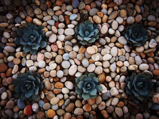 Succulent Garden Bed Pretty little succulents all in a row in Palm Desert, California. 