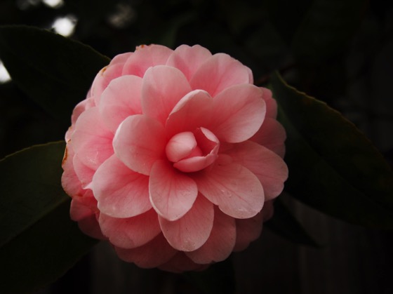 Pink Camellia Blossom