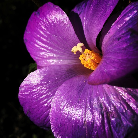 Purple hibiscus