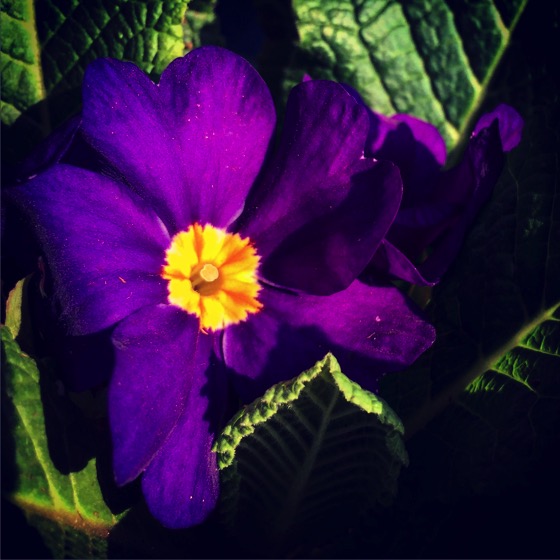 Purple Primula (Primrose)