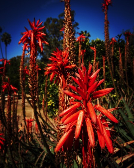 Kniphofia (Red Hot Pokers)