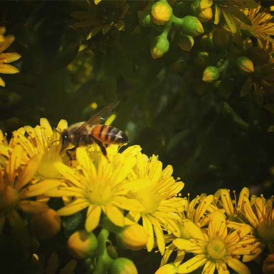 Bee on Aeonium Flowers