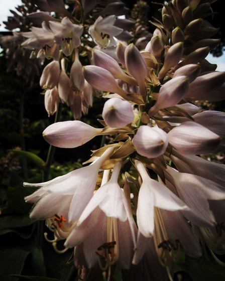 Hosta flowers