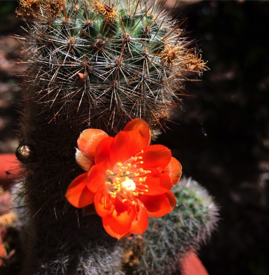 Tiny cactus flowers in the garden