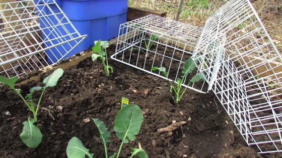 On YouTube: Protect Your Garden Greens & Plants from Rabbits: Thrift Store Shopping! from Gary Pilarchik