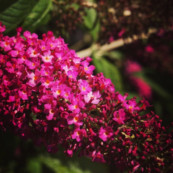 Gather ye (Buddleia) while ye may,…