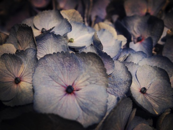 Hydrangea Flowers