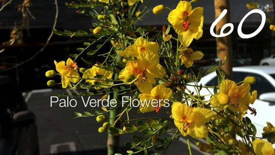 Palo Verde Flowers -- A Minute in the Garden 60 from A Gardener's Notebook