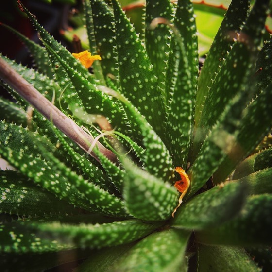 Succulent closeup