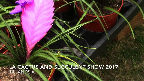 Tillandsia - Los Angeles Cactus and Succulent Society Festival 2017