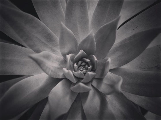 Dudleya in Black and White via Instagram