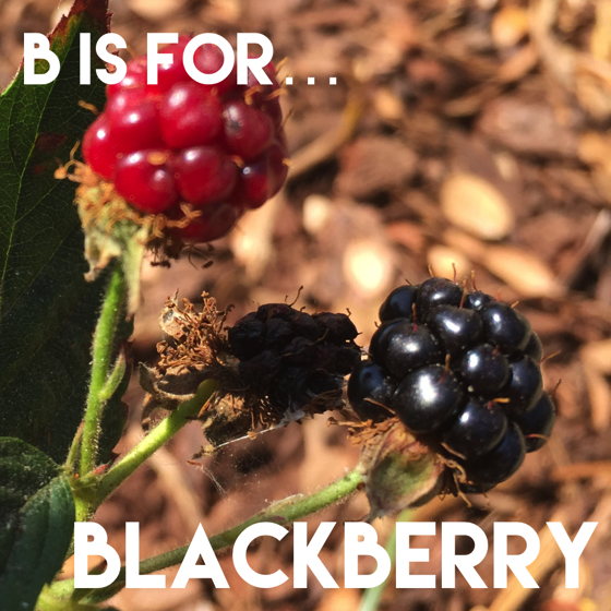 garden-alphabet-blackberry