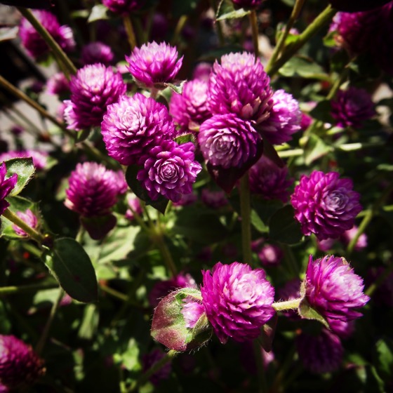 Gomphrena ‘Pinball Purple’ via Instagram