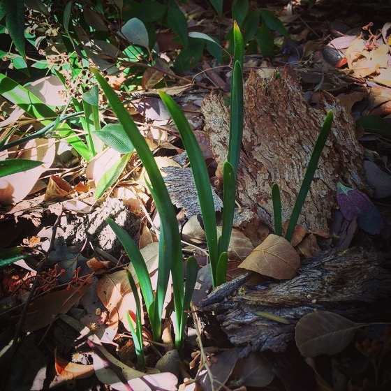 First Bulbs Appear In The Garden