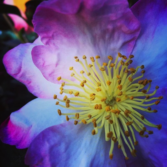 Flowering Now: Apple Blossom Camellia