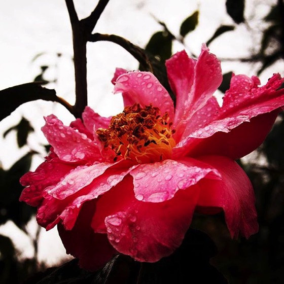 Rose with Raindrops via Instagram