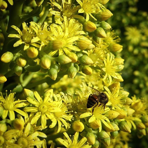 Bee on Aeonium Flowers via My Instagram