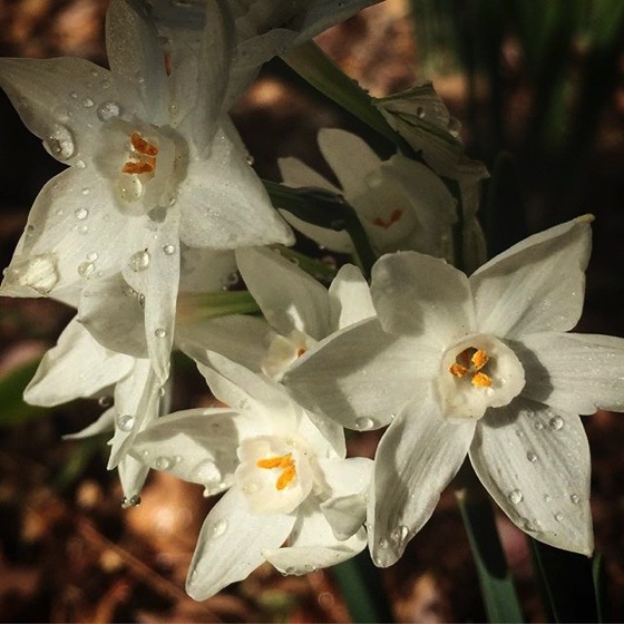 First Paperwhites 2018 via Instagram