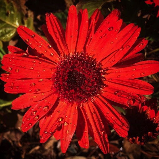 Gebera Daisy In The Garden via Instagram