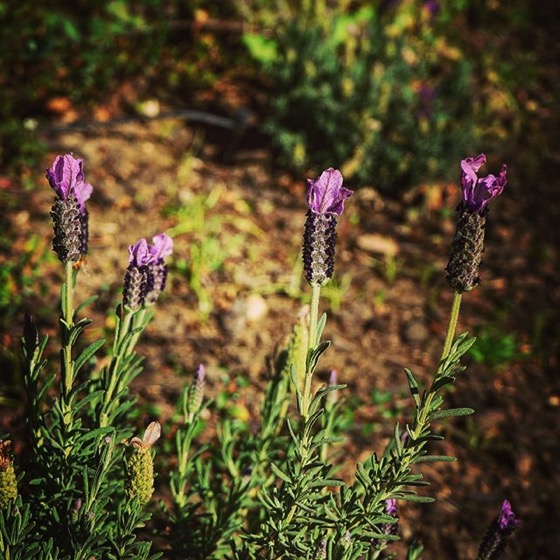 Lavender in the neighborhood