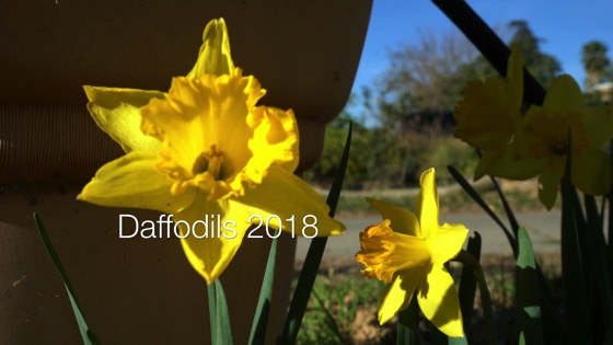 Daffodils 2018 - A Minute In The Garden 62 from A Gardener's Notebook [Video]