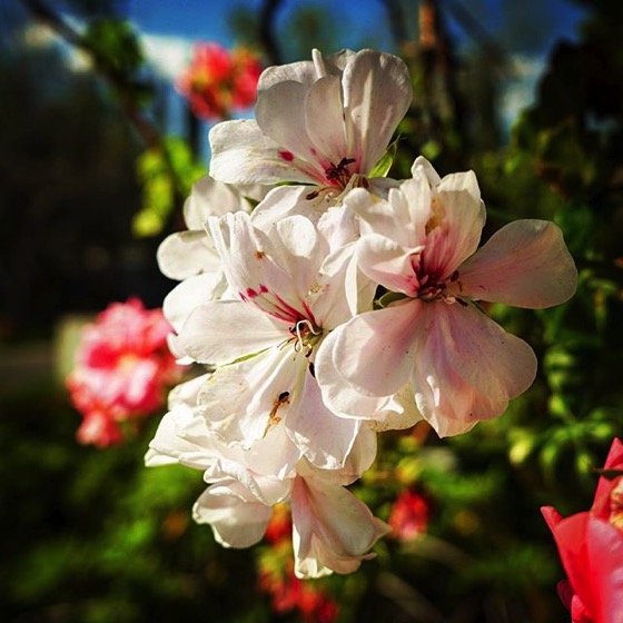 Pink Geranium via My Instagram