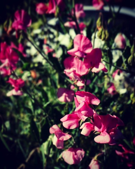 Sweet pea flowers In the neighborhood via y Instagram