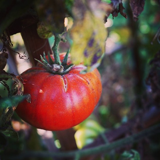 Tomatoes in March?! via My Instagram