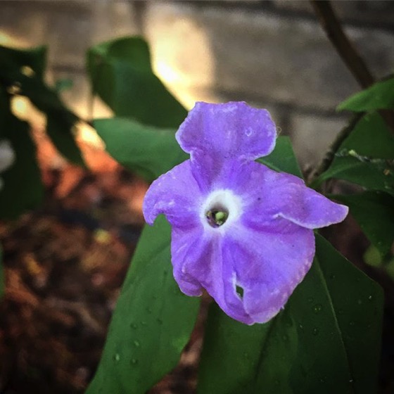 Brunfelsia (Yesterday, Today and Tomorrow) flower in the garden via My Instagram