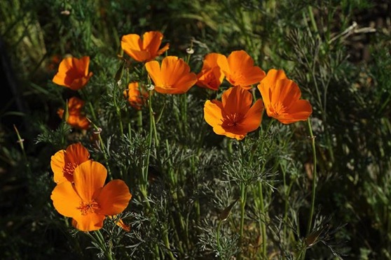 California Poppy (Eschscholzia californica) via My Instagram