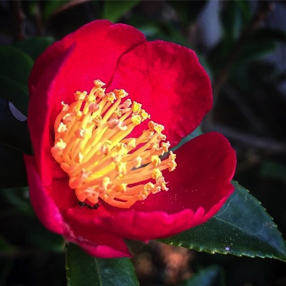 Flowering Now: Red Camellia in the garden via My Instagram