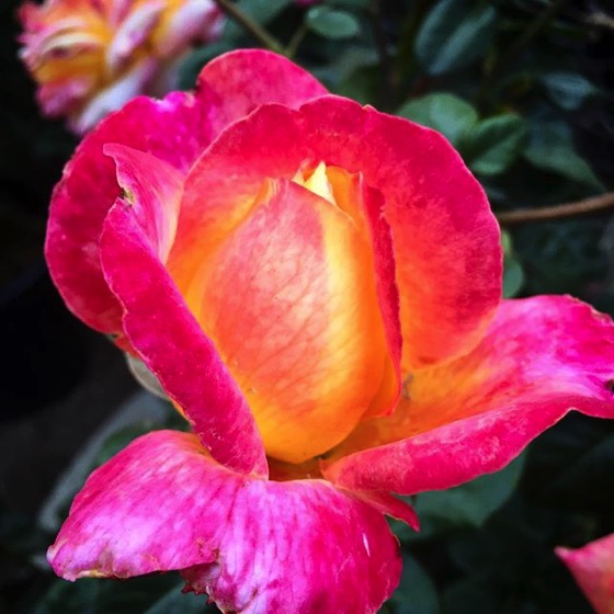 A rose is a rose is a rose via Instagram
