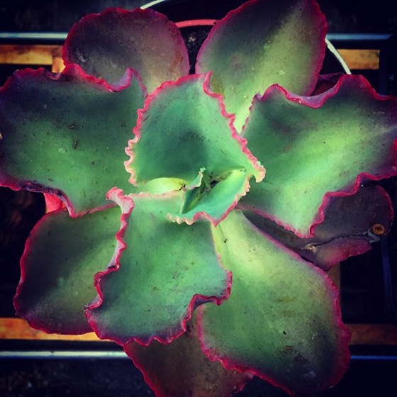 Succulent Closeup via My Instagram