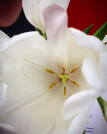 White Tulip Closeup via My Instagram