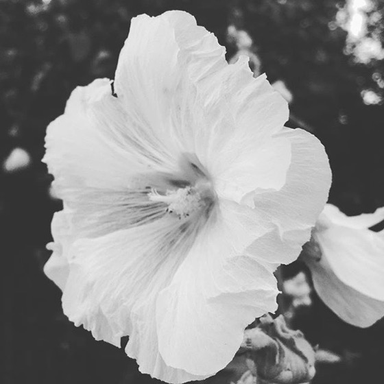 Hollyhock Flower via My Instagram