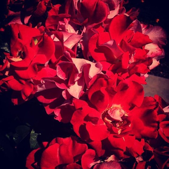 Old Roses in the Cal Poly Pomona Rose Garden via My Instagram